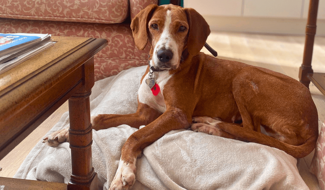 Doggy member Milly, the Cross Breed, lying on her bed in the living room at her dog sitters