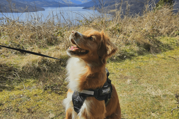 Wellie the Dog on a lovely walk