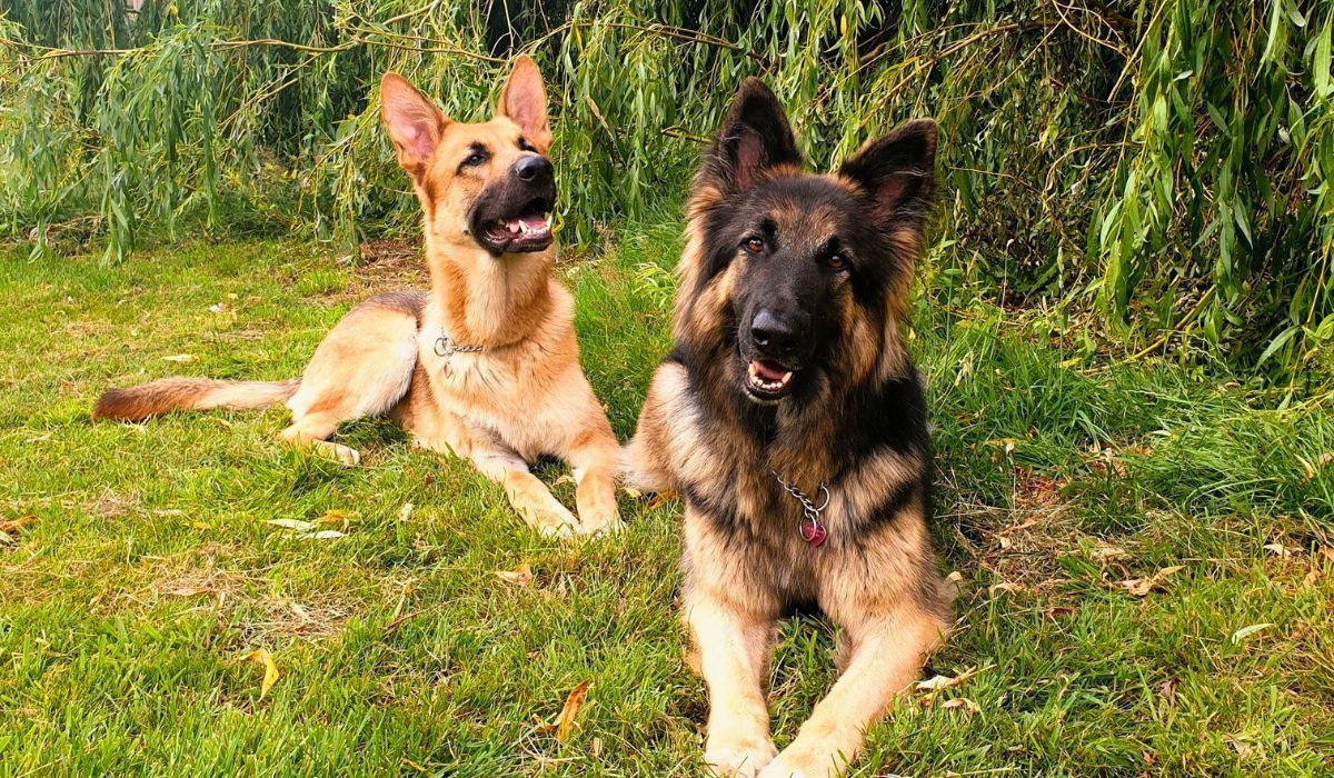 Doggy members Athena and Atlas, the German Shepherd Dogs enjoying a moment