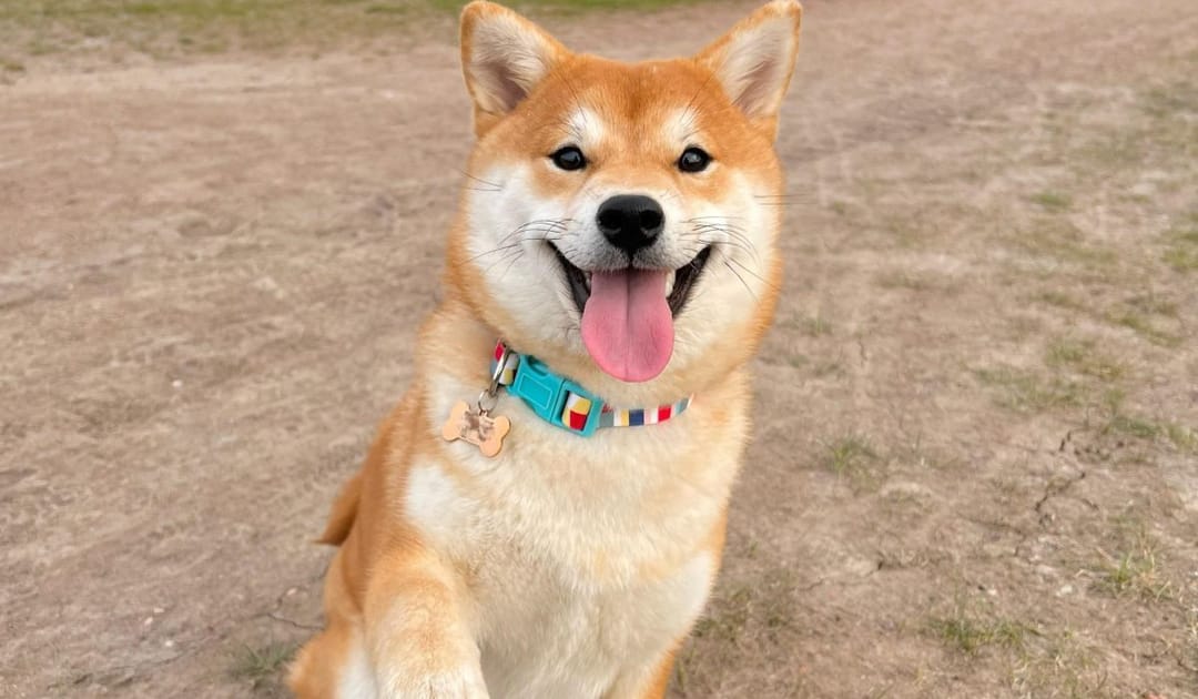 Doggy member Deng, the Japanese Shiba Inu, smiling and lifting his paw to pose for a photo