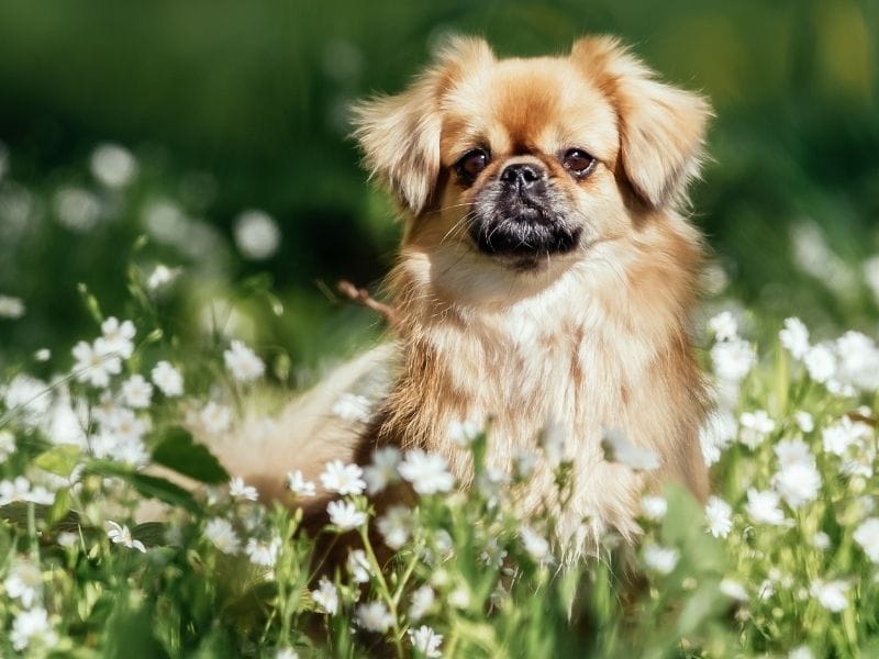A golden Tibetan Spaniel sits amongst the daisies in the meadow on a sunny morning