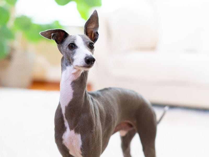 An alert Italian Greyhound stands in the living room listening for his owner