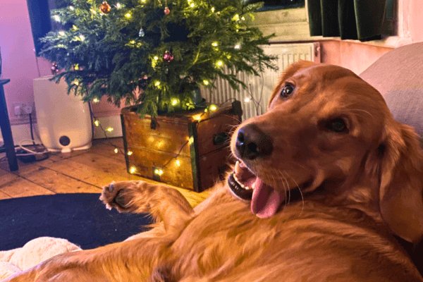 Digby lolling by a Christmas Tree