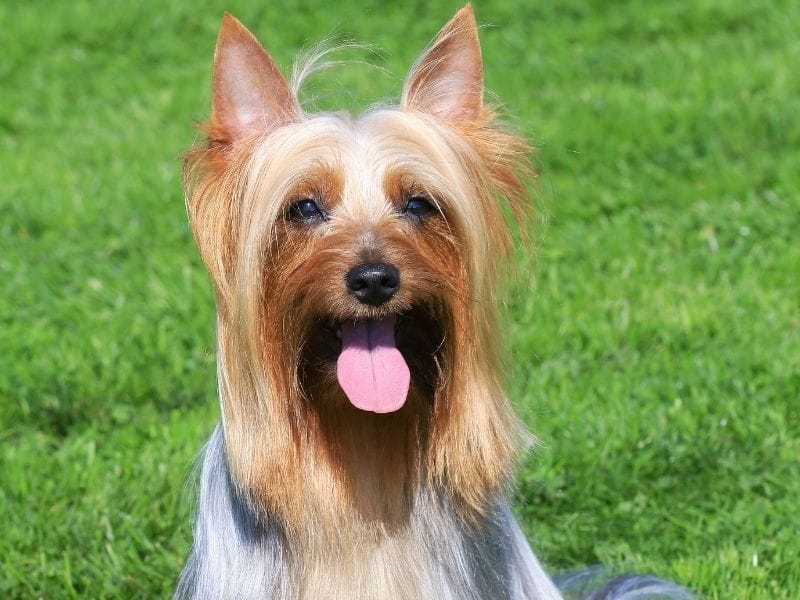 A small grey and tan dog sits panting on the grass