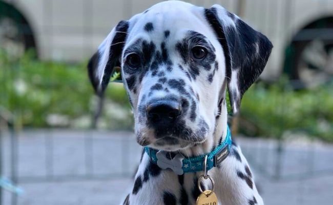 Doggy member Apollo, the Dalmatian puppy sitting patiently