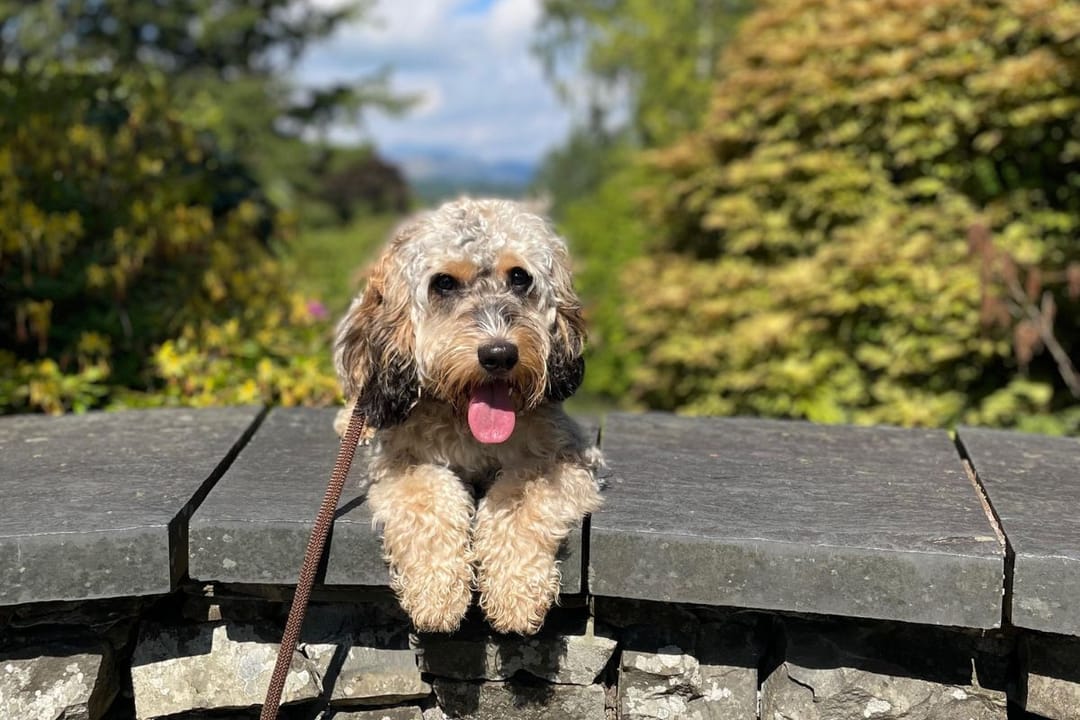 Doggy member Desmond, the Cockapoo, posing happily on a slate stone wall on a sunny day