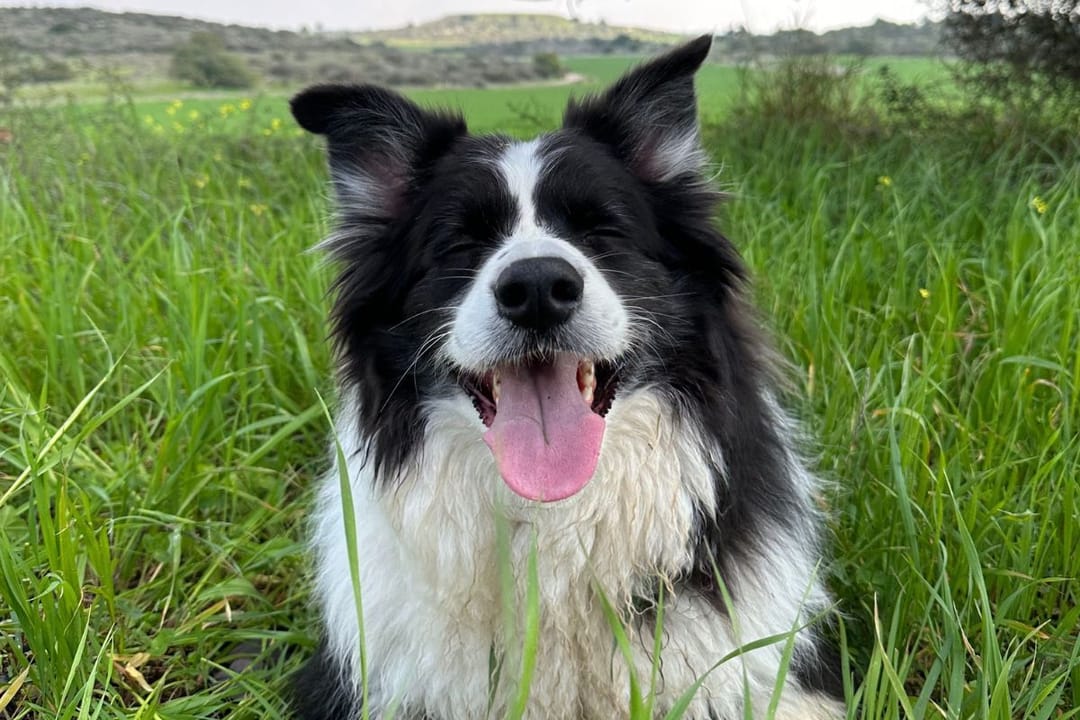 Doggy member Rocky, the Border Collie, enjoying the views of the rolling countryside