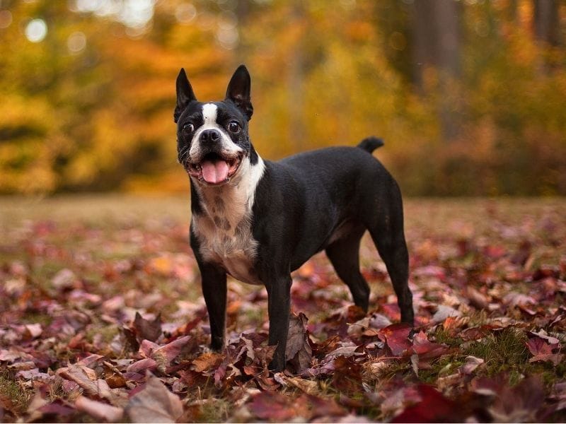 A happy Boston Terrier standing in a field full of brown and orange leaves on a mild autumnal day