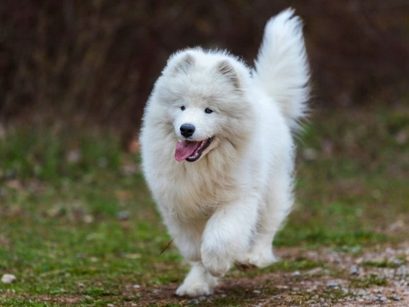 A happy, young Samoyed running along a woodland path on a dark, cloudy day