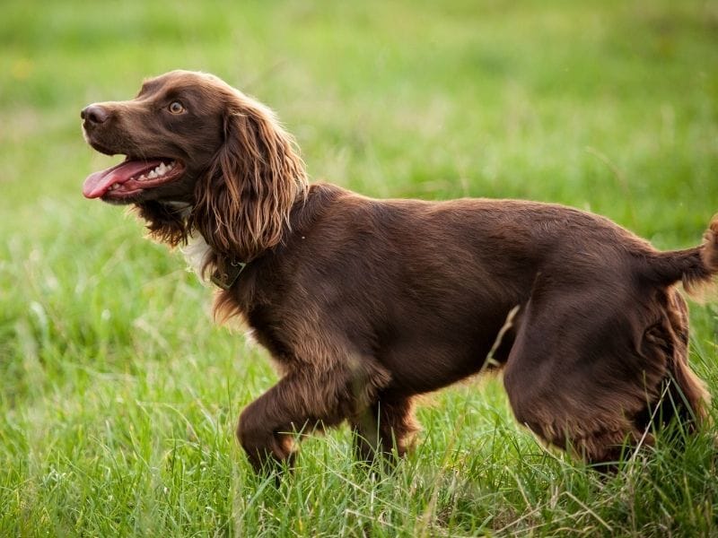 A happy Field Spaniel running through the long grass