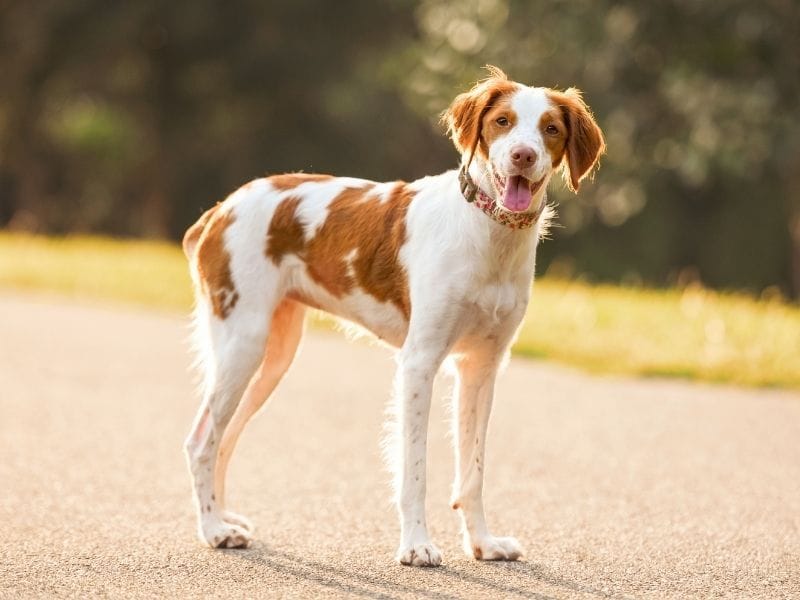 A medium sized, white dog with orangey red patches on ears and eyes
