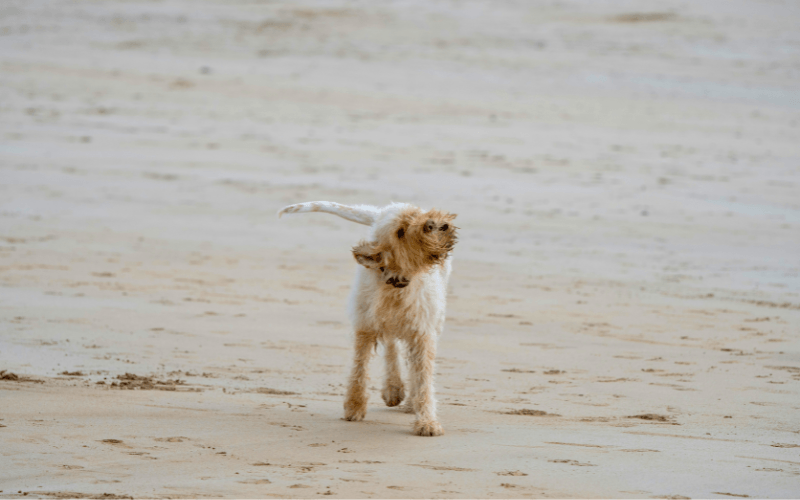 Dog on a Beach in Cornwall - Photo by Simon Godfrey on Unsplash