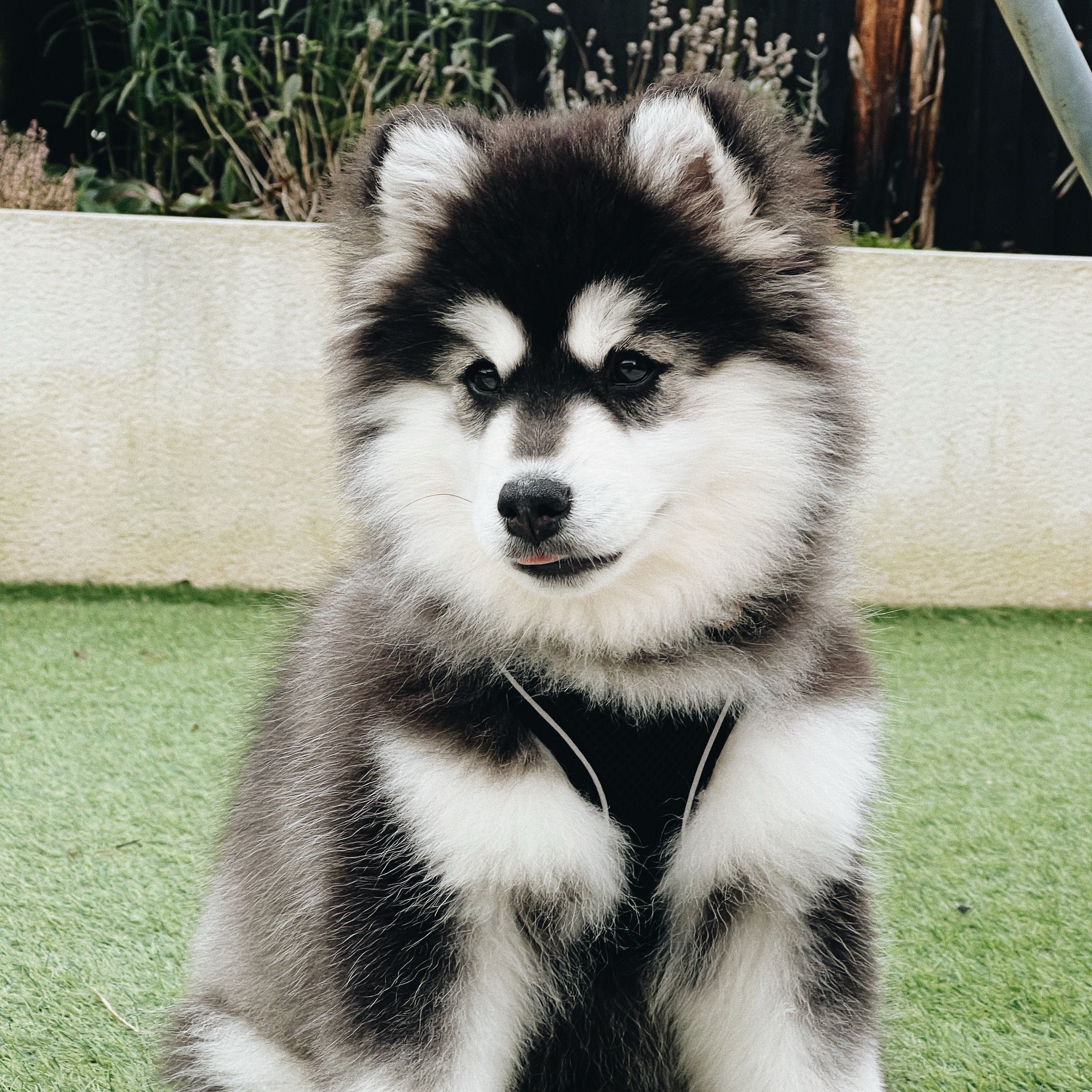 Pomsky breed guide: Care, training, and fun facts