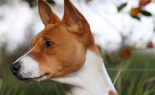 Doggy member Spartacus, the Basenji sitting alert