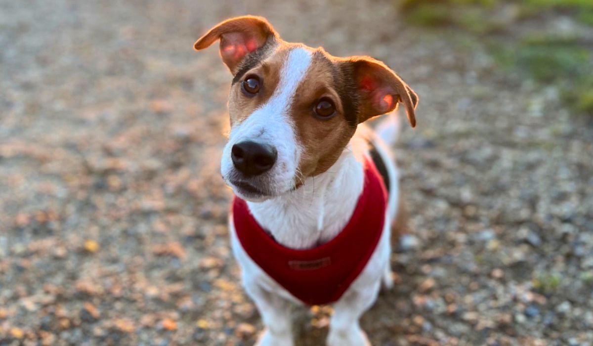 A cute Jack Russell Terrier enjoying a sunset walk