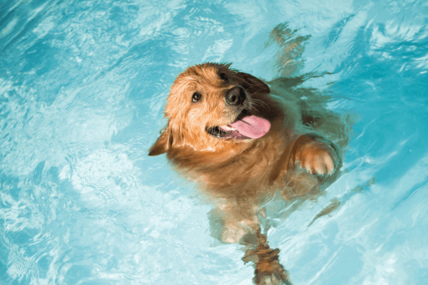 Dog swimming in a pool