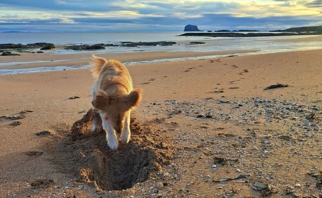 Doggy member Remy, the Golden Retriever digging a large hole in the sand