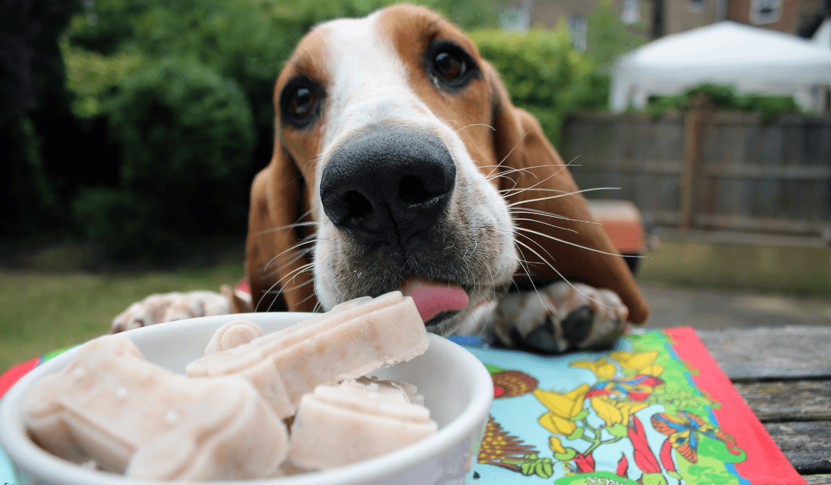 An eager Bassett Hound enjoying frozen yoghurt bones