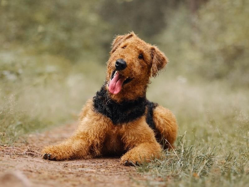 A happy Airedale Terrier, lying on a pathway through a green field, tilting his head to the side