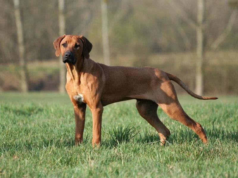 A Rhodesian Ridgeback standing proudly in the field on a Spring day