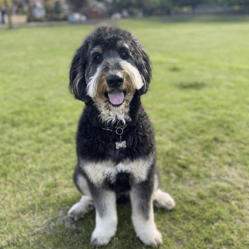Bear the Bernedoodle, enjoying the park