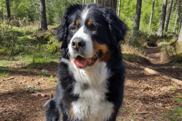 Happy dog in a forest