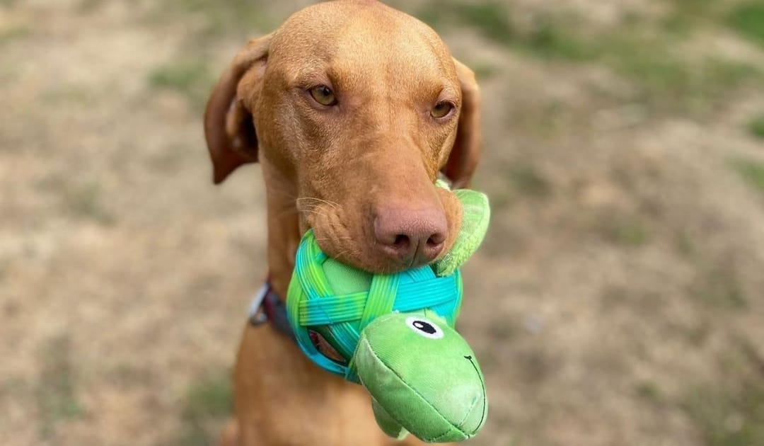 Doggy member Kika, the Hungarian Vizsla, carrying her turtle toy on a walk with her borrower