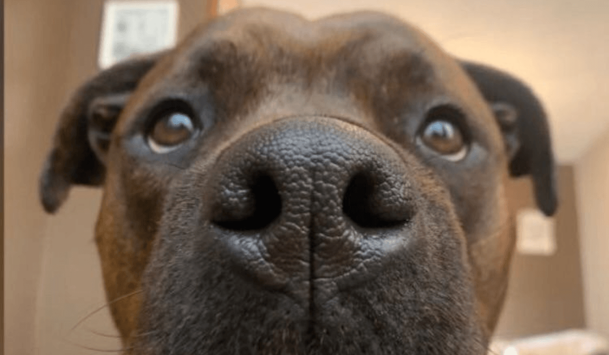 A large, black dog nose, with love heart nostrils, up close sniffing the camera!