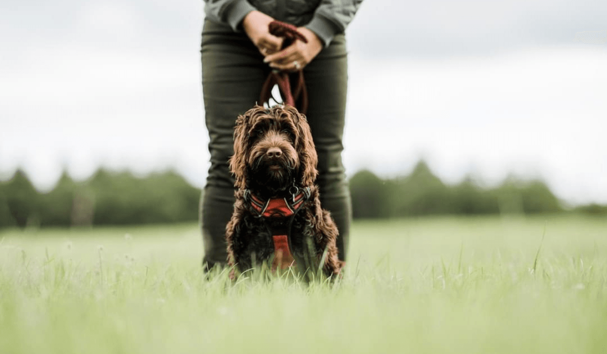 A chocolate brown, fluffy dog sits directly in front of it's owner in an open field.