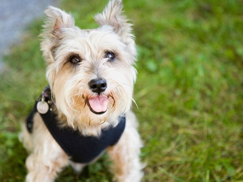 A happy Cairn Terrier wearing a black harness ready on his walkies