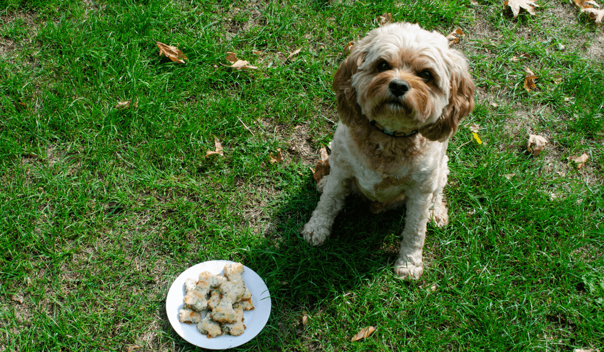 A fluffy, cute dog sits next to a plate of Cheese and Parsley Biscuits waiting to taste test!