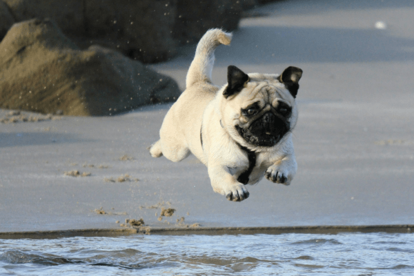 Pug at the Beach - Photo by Bruce Galpin on Unsplash