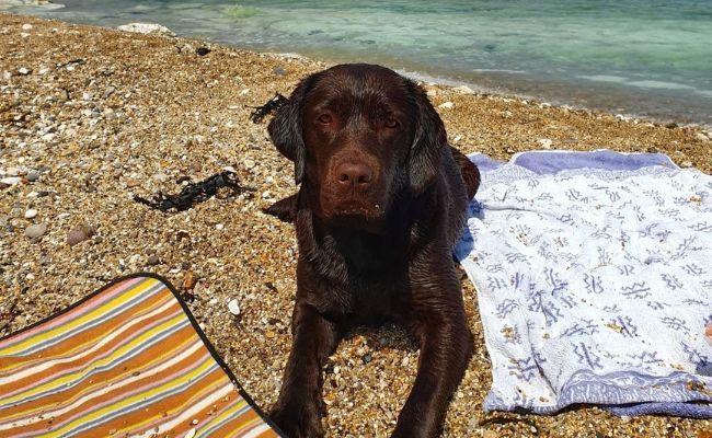 Doggy member Coco, the Labrador Retriever enjoying a beach day