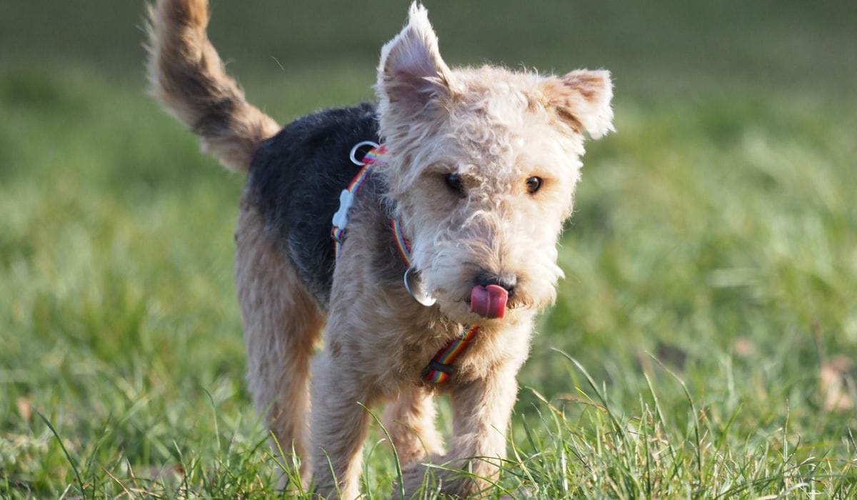 Lakeland Terrier Dog Breed Guide: Care, training and fun facts