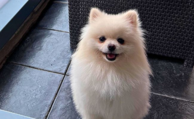 Doggy member Rory, the Pomeranian sitting on the kitchen floor eagerly
