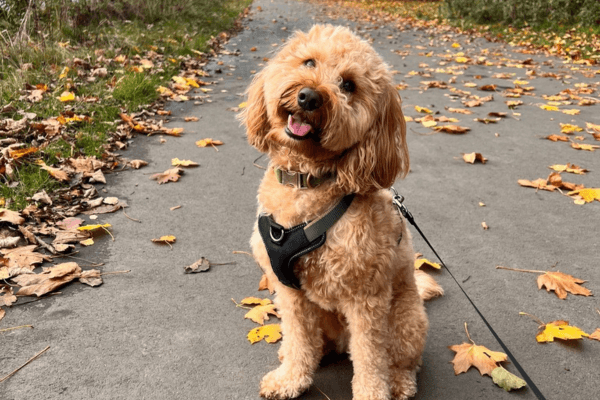 An adorable dog on an Autumn walk