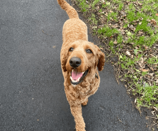 Tommy on a walk