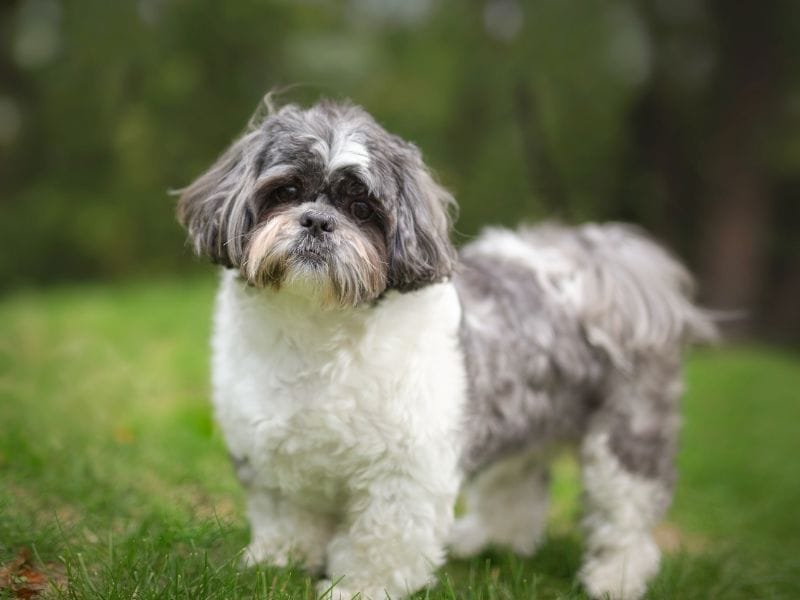 A white and grey Shih Tzu standing in the garden looking softly towards the camera