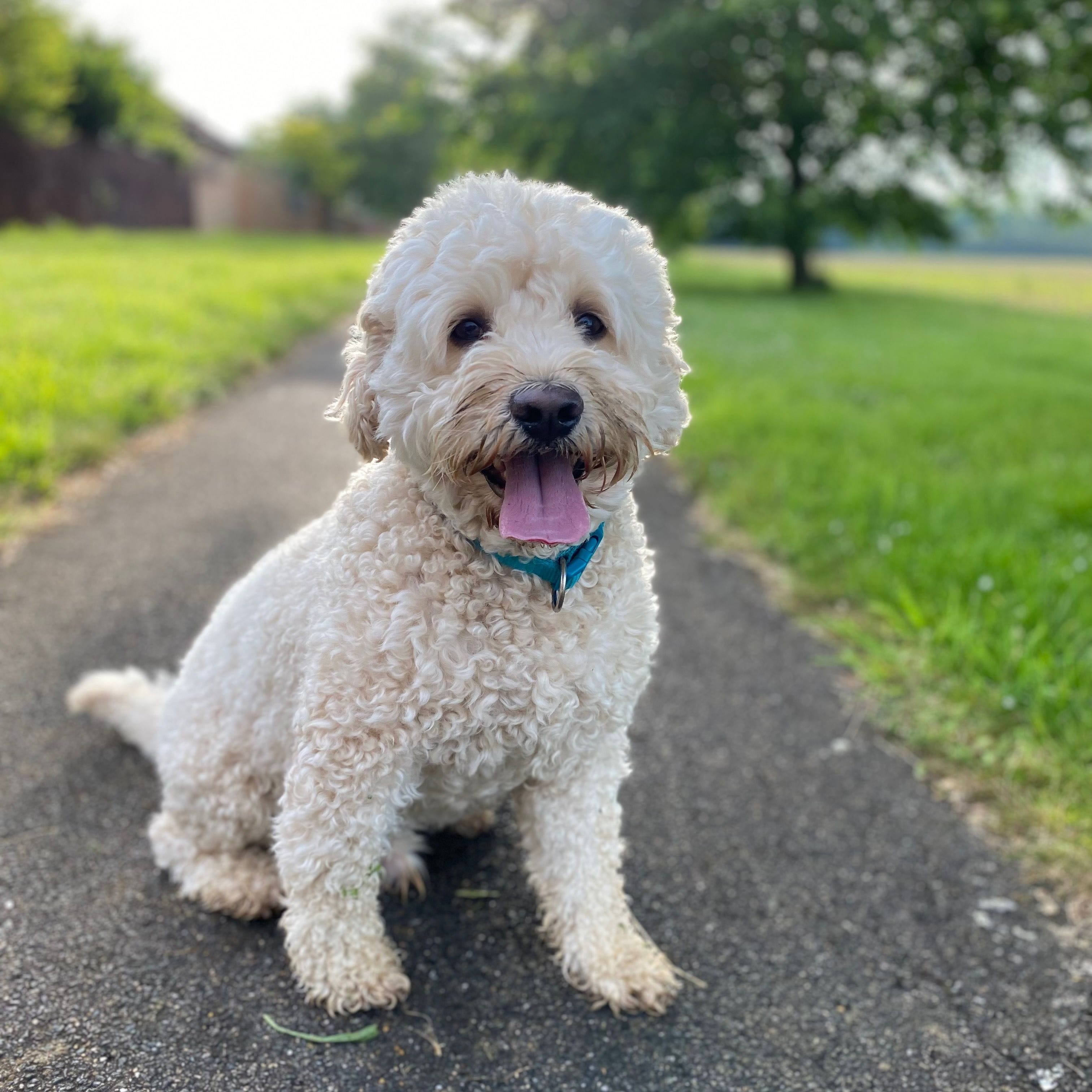 Cavapoochon breed guide: Care, training, and fun facts