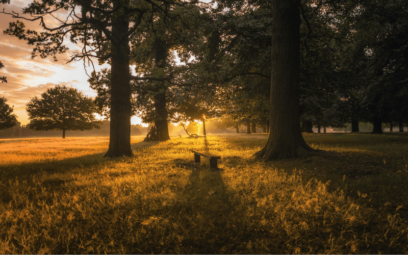 Richmond Park, London - Photo by Simon Wilkes on Unsplash