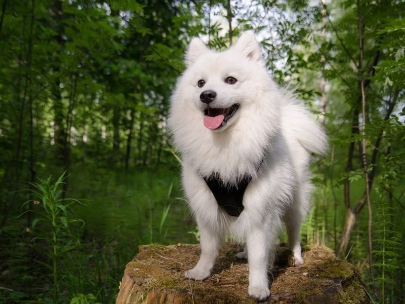 A happy Japanese Spitz standing on a tree trunk in the woods