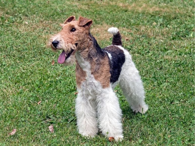A happy Wire Fox Terrier stands in a field looking alert and ready for some fetching fun!