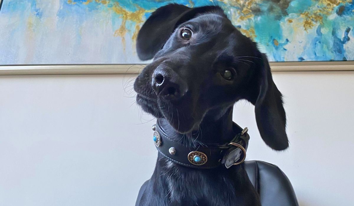 Doggy member Theseus, the Springador, tilting their head, it's time for walkies and they know it!