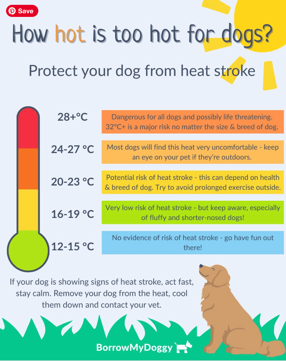A graph showing how hot is too hot for dogs