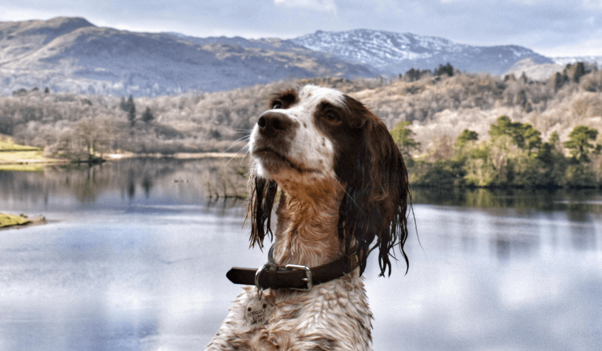A wet English Springer Spaniel is standing on their hind legs looking very proud