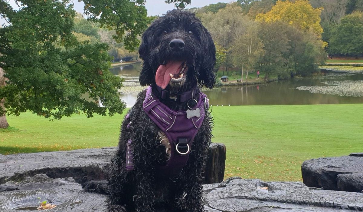 A big, wet, black dog with curly hair and a white patch on their chest