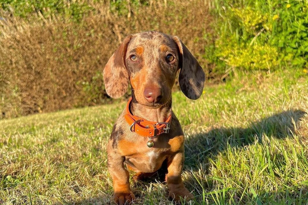 Doggy member Daphne, the Miniature Dachshund, enjoying a late afternoon walkies
