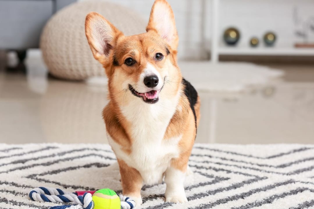 A happy Corgi on the rug at their borrowers with a ball and rope toy