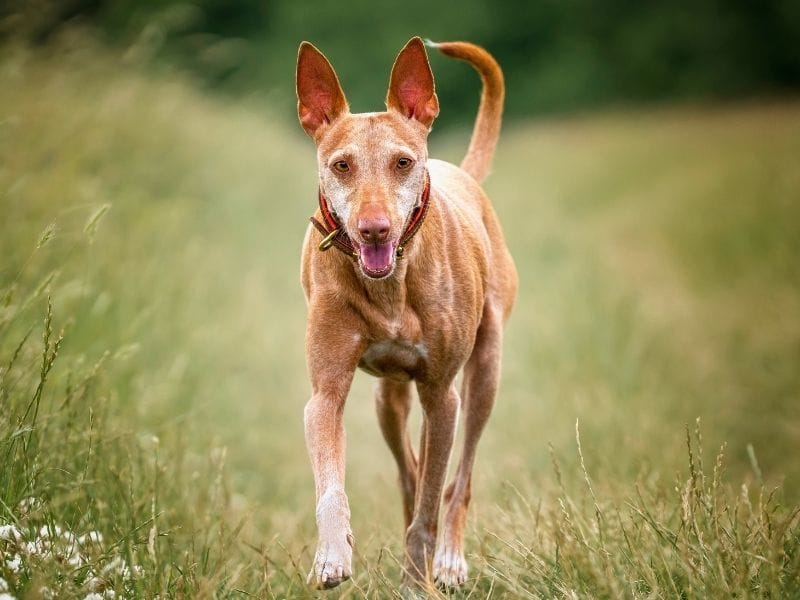 A lovely Podenco Canario running through the meadow