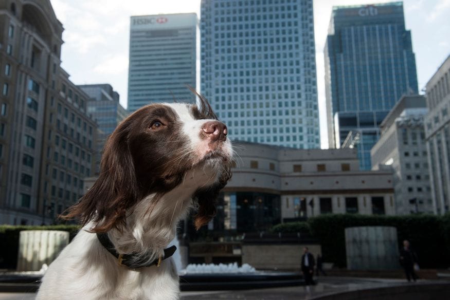 Pet shops in East London